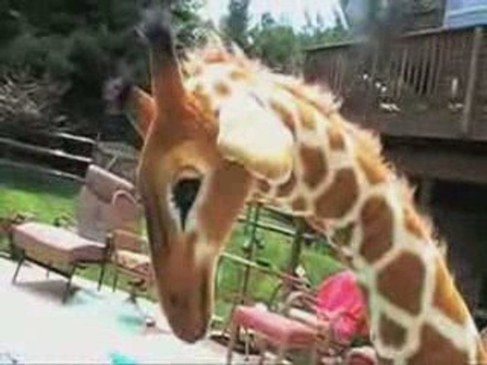 Magical Giraffe Gets Frisky!