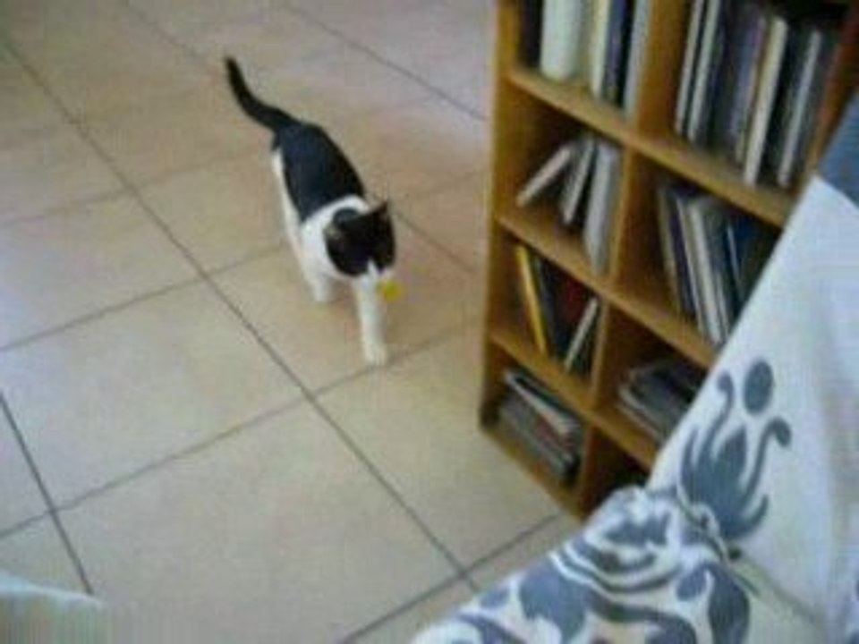 Mulan la ptite minette qui rapporte la balle