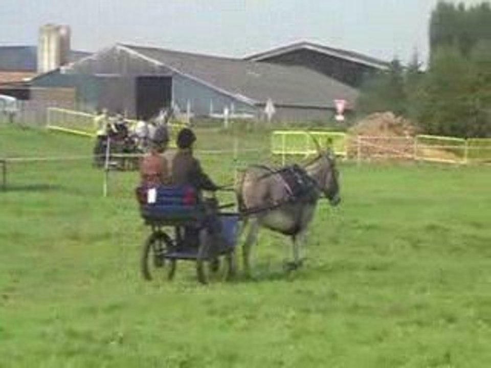martin dressage 090809