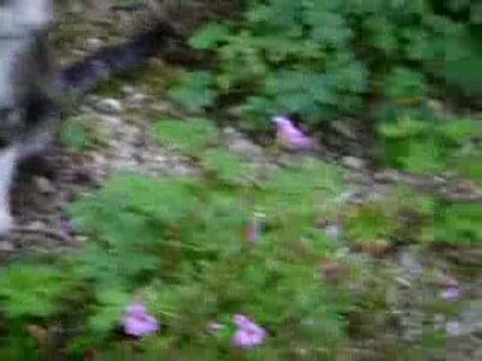 Attila et la souris