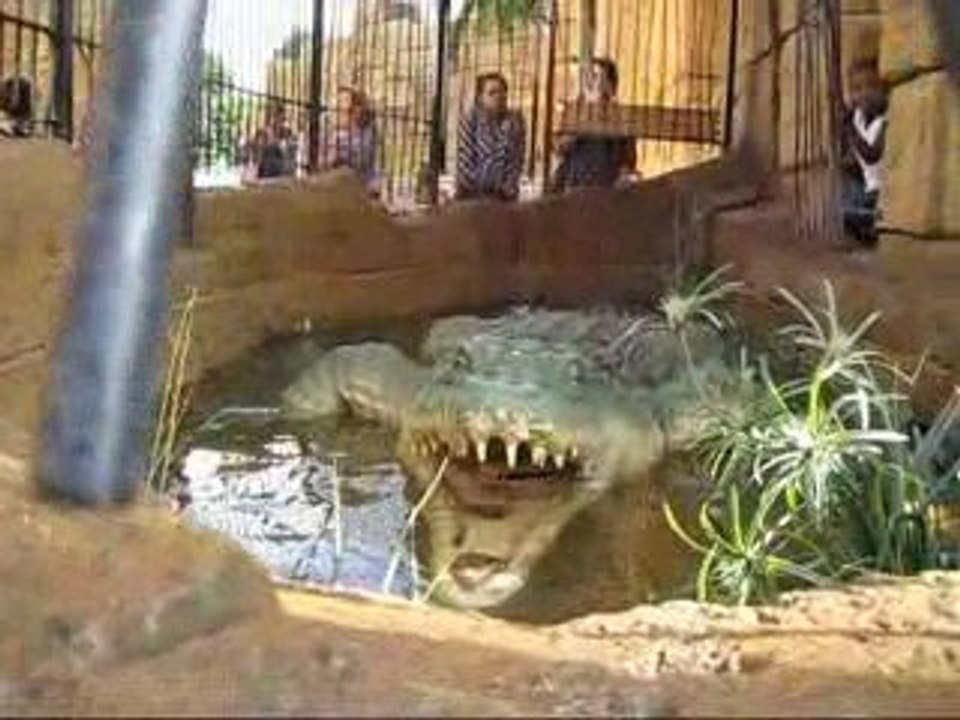 Trailer SVIR BEST OF