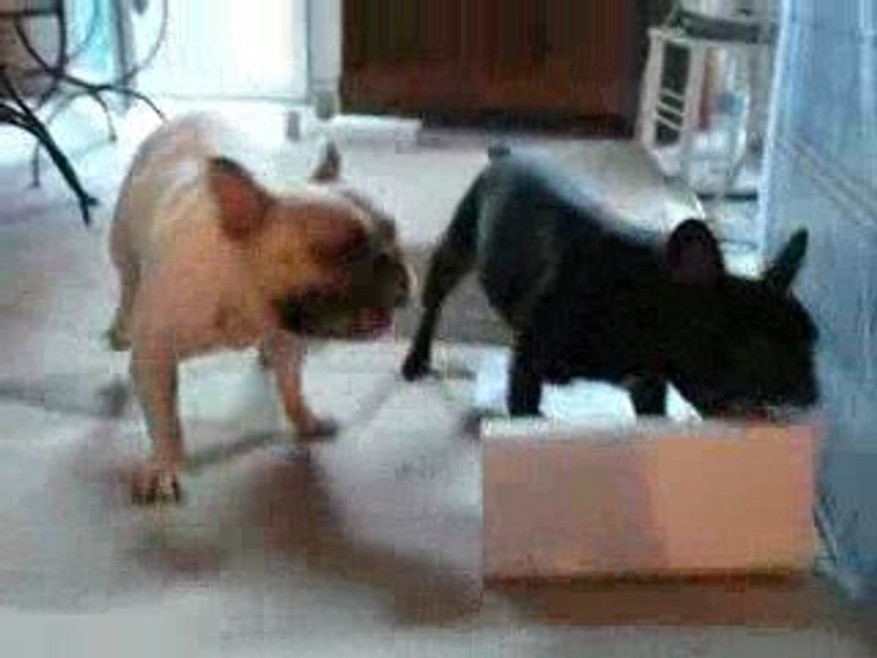 bouledogue joue carton