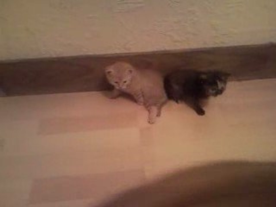 chaton 1 mois