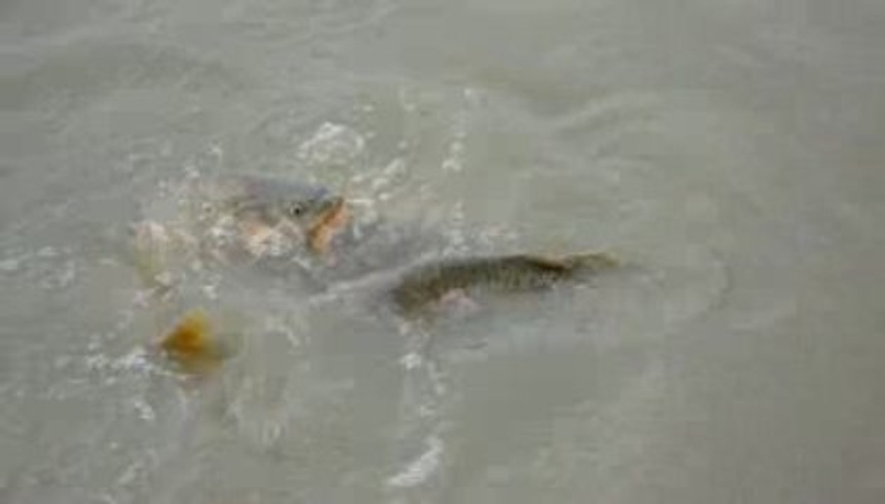 étang de Teillay :carpes monstrueuses !