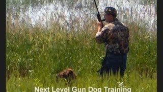 Retriever Hunt Test Training