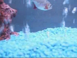 Decapitated - Babylon's Pride - Piranha Vs Poisson Rouge