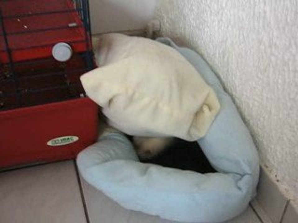 ma Kappy et les chats