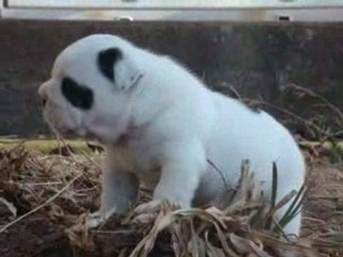 14.08.09 ERNESTINE 4 SEMAINES