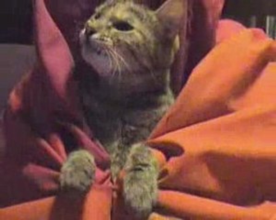 conversation entre chats