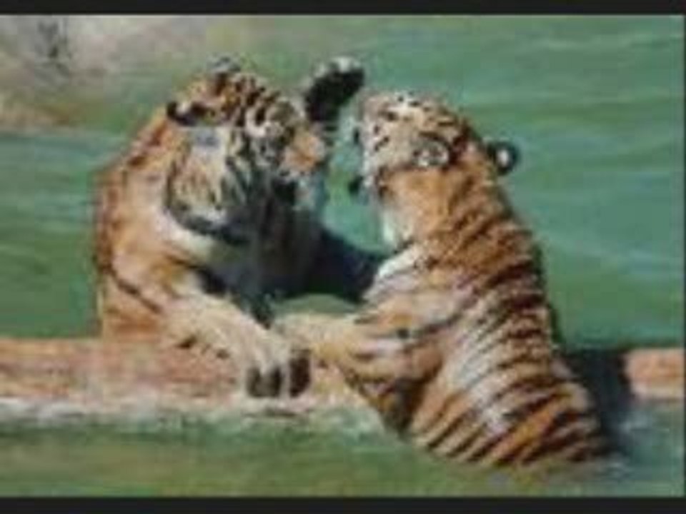 les tigre