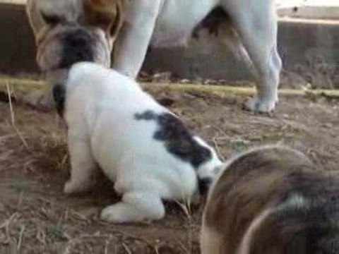 14.08.09 eliot 4 semaines v1