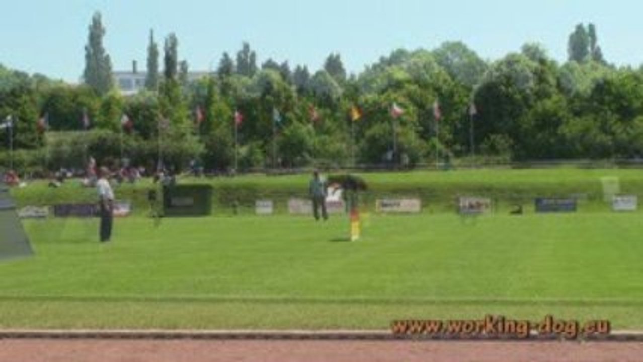 IDC WM 2009 Apolda Dobermann working-dog.eu