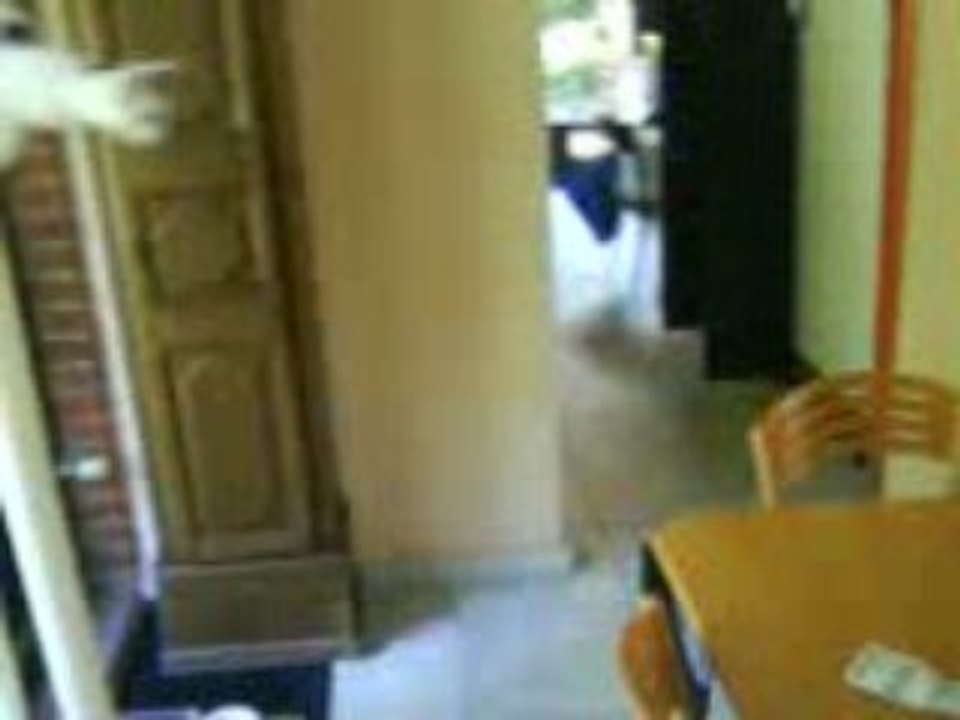 comment habituer mon chat à la hauteur