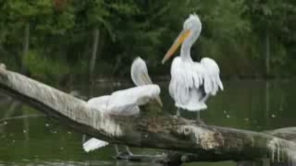 La vie privée des Animaux