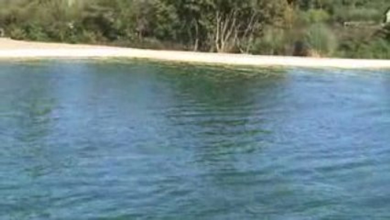 les dauphins de planète sauvages