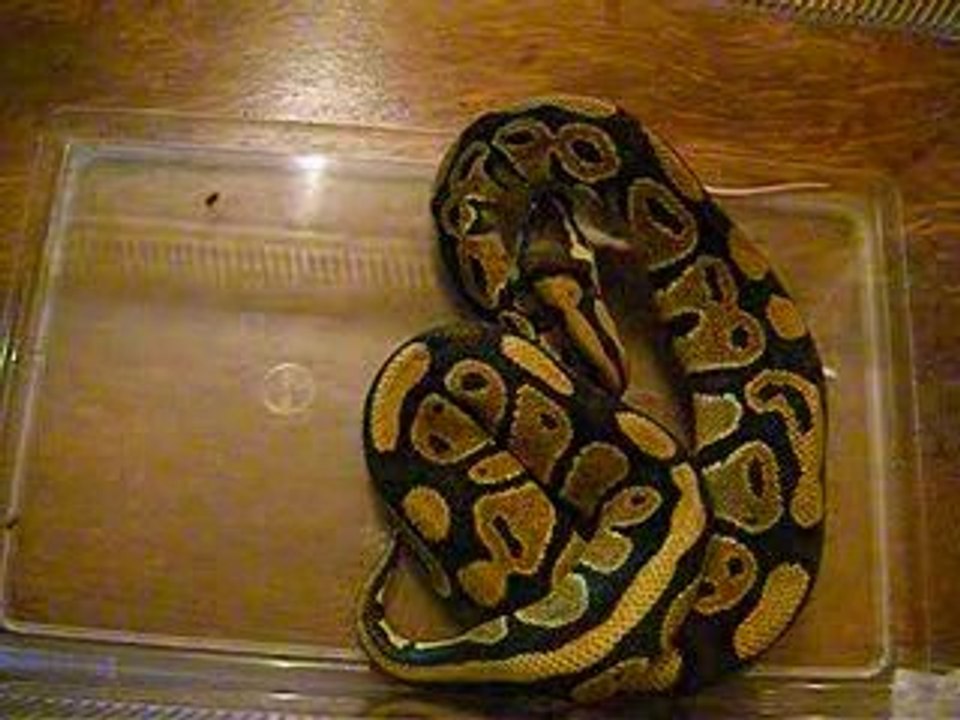 mon python qui mange
