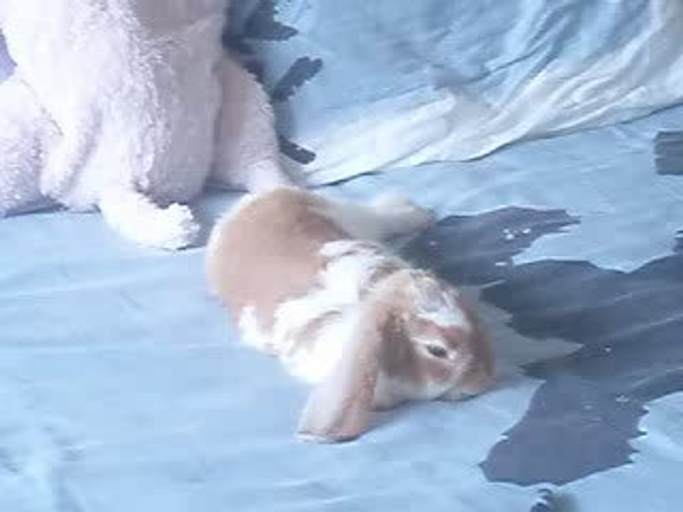 Noisette qui fait dodo