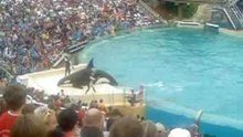 Shamu