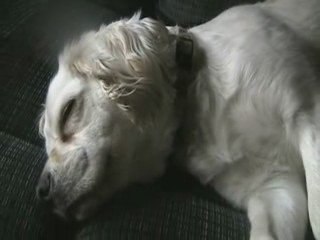 Quand un Patapouf tète un Spring