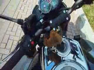 B-King - Vue d'ensemble