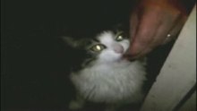 Evil Kitty Maggy - Feeding Time