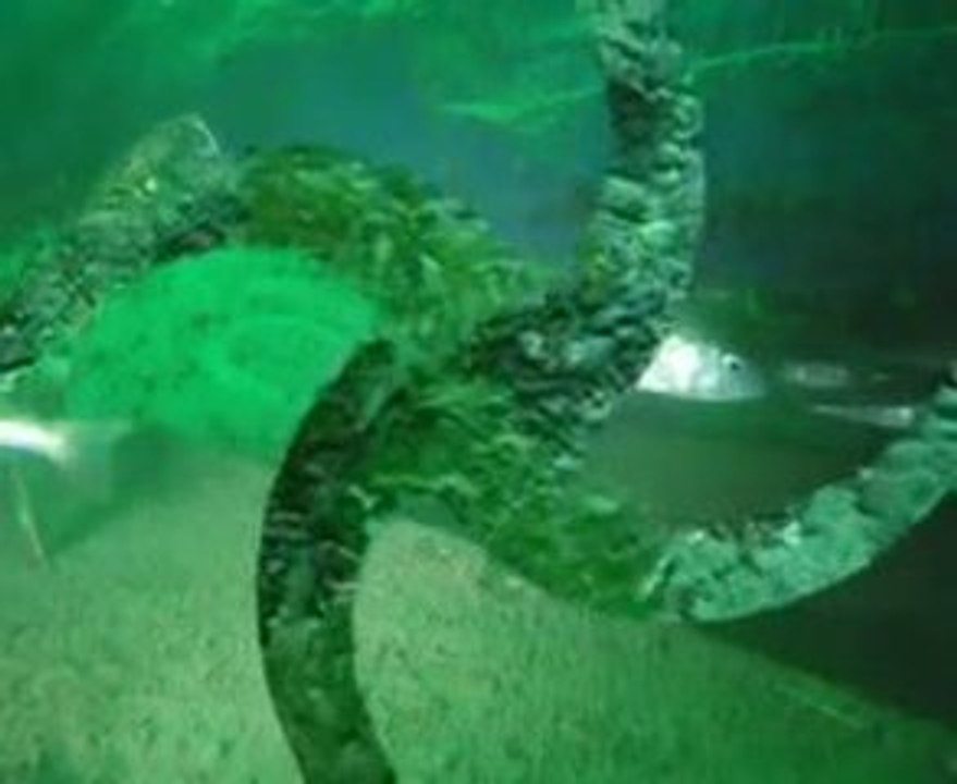 Plongée à Amphion (lac Léman)