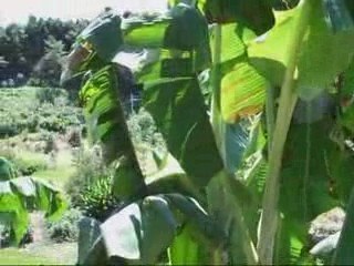 Mauro's Banana Farm