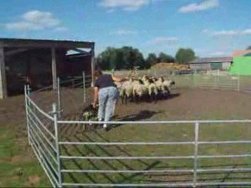 Nity découvre les moutons à 6 mois 1/2