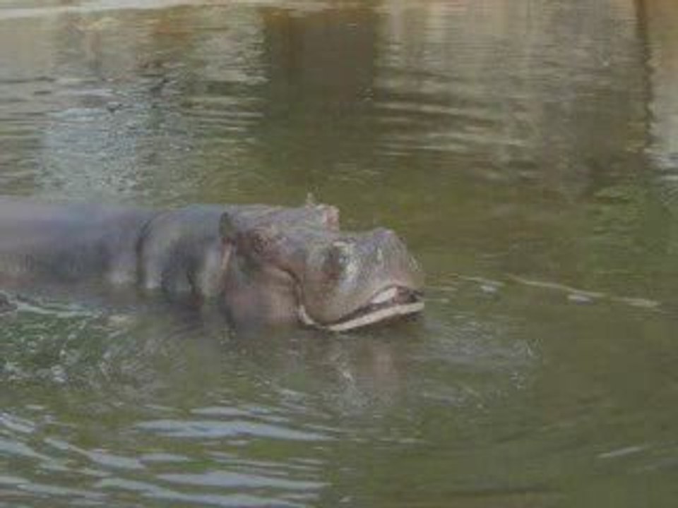 Le Zoo de Vincennes
