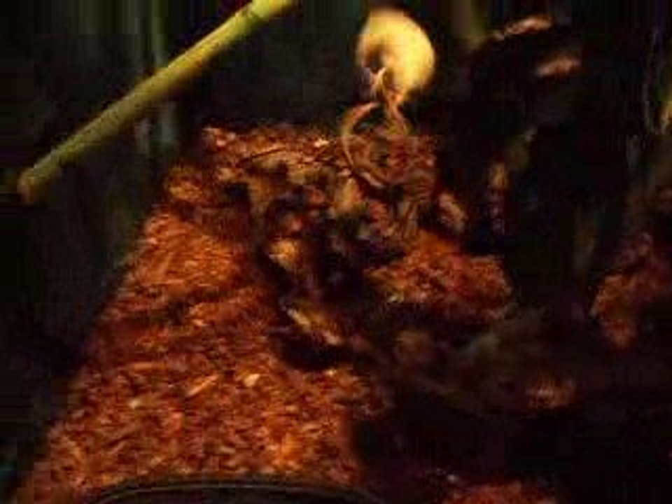 Regius Königspython Killt Ratte