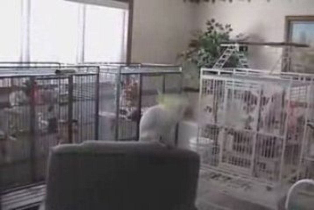oiseau qui dance