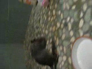 Dobby découvre la douche