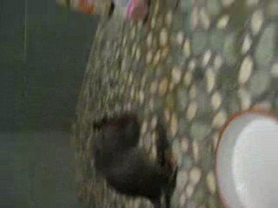 Dobby découvre la douche