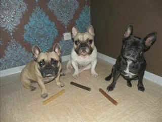 anniversaire dalton bouledogue