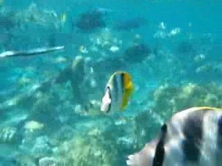 Rencontre avec les requins à pointe noire