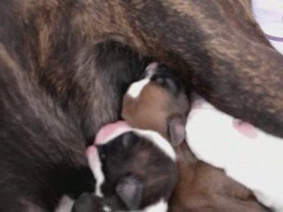 chiot
