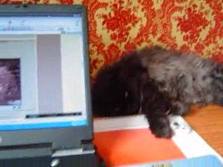 Néfertiti 's  adventures