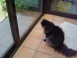 Néfertiti 's  adventures