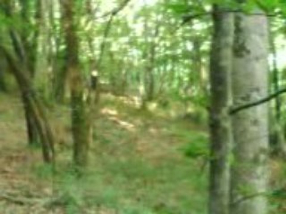meute sur sanglier