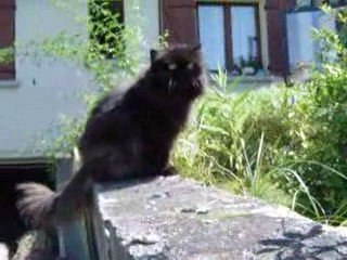 Néfertiti 's  adventures