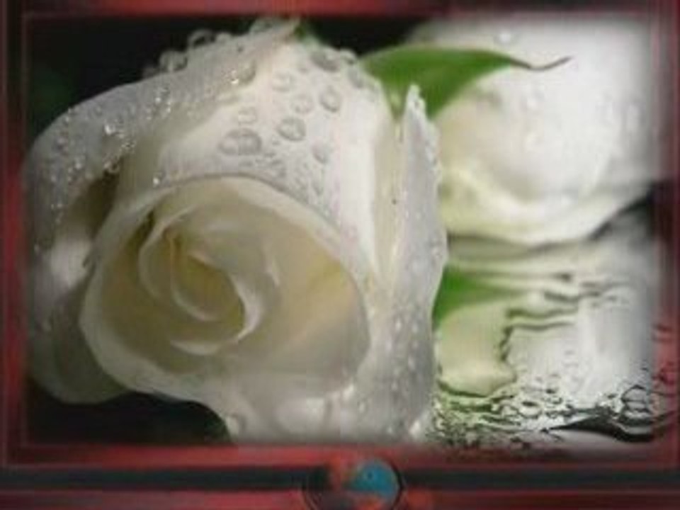 biala roza