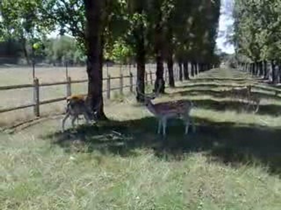 daims à argy (36500)