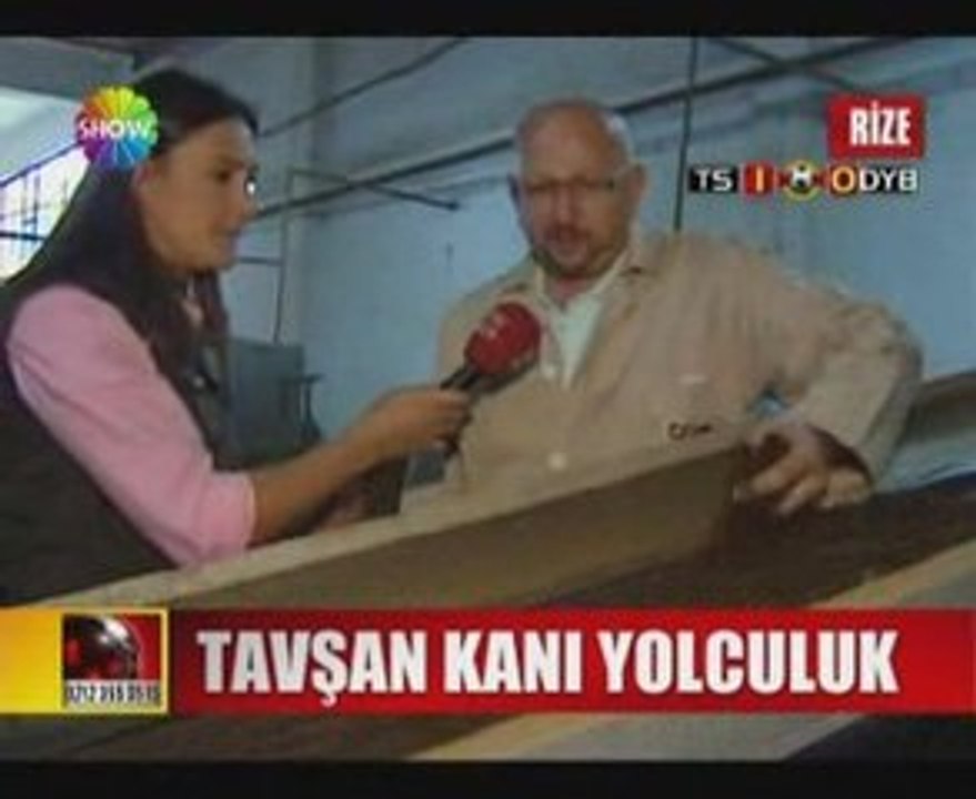 Tavşan kani çay
