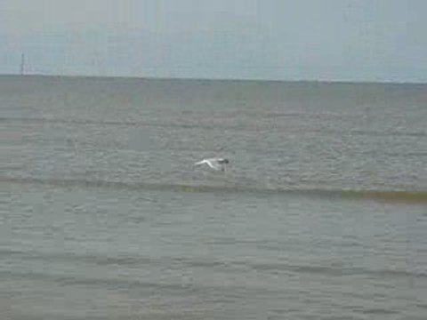 La Bernerie en Retz : mouettes