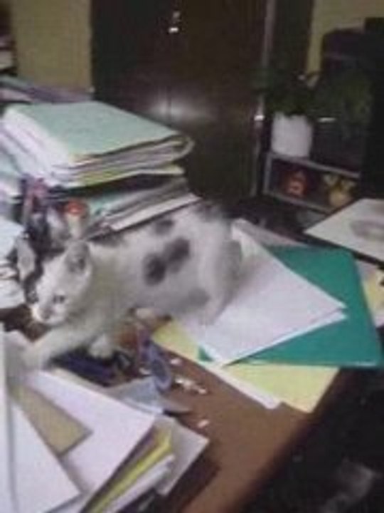 MOV04380.MPG lE PETIT CHAT SAUVE