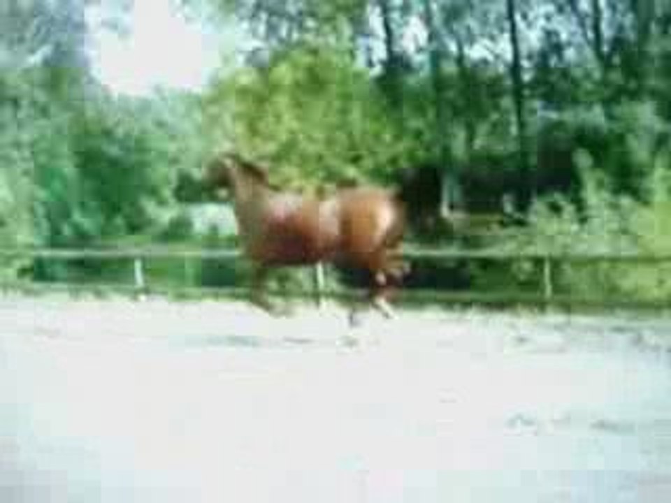 Juju dressage plus liberté août 2009