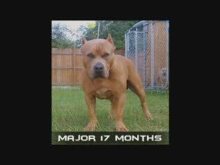 Optimus Prime Pits presents Decepticon Line!