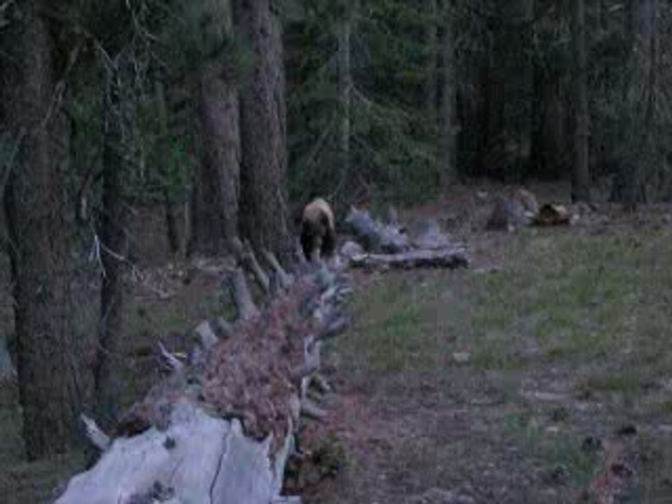 Ours dans le yosemite