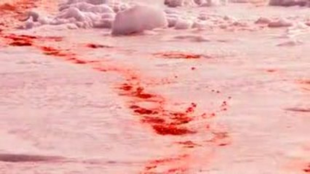 Hard Winter book trailer