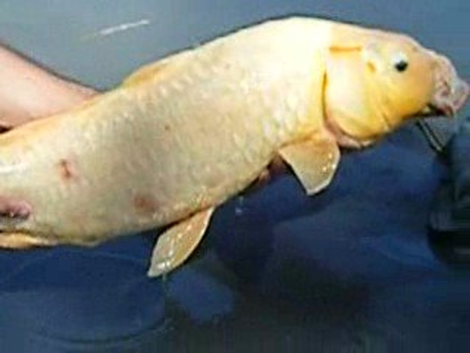 petite session avec inter-carp(13)